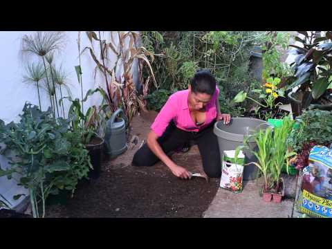 How To Grow Corn Keep Worms Out Naturally The Chef S Garden