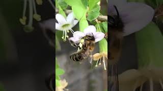 Big bee feeding on a flower -  #viral #relaxation -  Nature Video Short Clips #shorts
