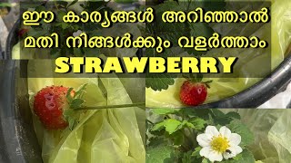 Strawberry വീട്ടിൽ വളർത്താൻ ഇത്ര എളുപ്പമായിരുന്നോ 🍓|| Strawberry Plant Growing@easygardening5367