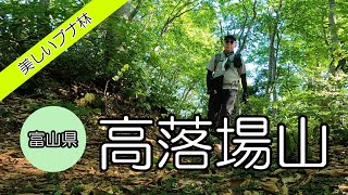 富山県【髙落葉山】美しいブナ林を歩いて来ました。