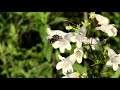 beardtongue penstemon digitalis