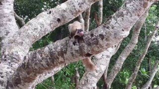 Grizzled giant squirrel மர அணில்