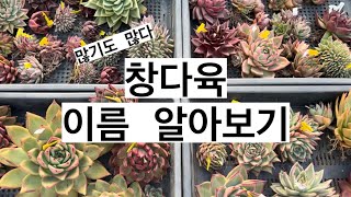 창다육 이름 알아보기