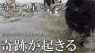 【犬と猫と】寄七つ星ドッグラン！プールで泳ぐ犬w怖い水を乗り越え黒ポメラニアンが奇跡を起こしますepisode.2