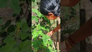 മാമിയുടെ പയർ വിളവെടുപ്പ് 😍😍#shorts #kerala #farming