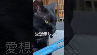 愛想無し　黒猫　ブラックキャット#愛想無し#blackcat #黒猫#くろねこ @mikitychannel