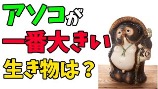 アソコが一番大きい生き物って？【WoWキツネザルの昆虫のヒーローになれる雑学】