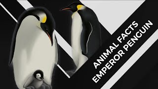 Animal Facts | Emperor Penguin #shorts