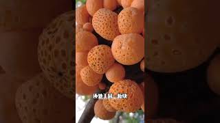 橘色瘿果盘菌 科普 蘑菇 捡菌子 野生菌 涨见识