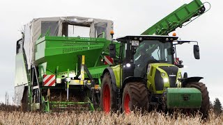 Potato Harvest 2023 | Claas Arion 660 \u0026 + AVR Spirit 9200 Potato Harvester