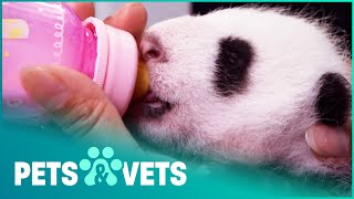 Saving The Endangered Giant Panda | Panda Nursery | Pets & Vets