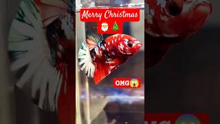 Santa Siamese Fighter Fish | Christmas Betta #siamesefightingfish #siamese #shorts #aquarium