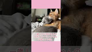 【癒しの猫動画】二匹の猫ちゃんが仲良くなった瞬間【ロシアンブルーとソマリの多頭飼い】