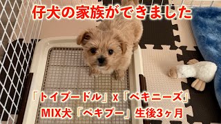 【仔犬】新家族紹介！！！「トイプードル」x「ペキニーズ」＝MIX犬「ペキプー」生後3ヶ月の仔犬は何しても可愛すぎた！