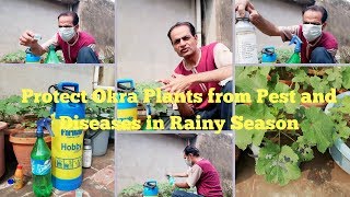 How to Protect Okra Plants from Pest and Diseases in Rainy Season with tips @AsimGarden