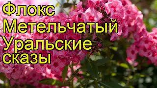 Флокс метельчатый Уральские сказы. Краткий обзор, описание phlox paniculata Uralskie skazy