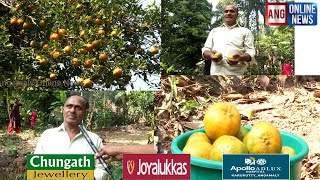 ORANGE TREE/തേനൂറും മധുര ഓറഞ്ച് മരം കൗതുകക്കാഴ്ചയാകുന്നു.