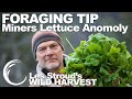 Wild Harvest Foraging Tip | Minors Lettuce Anomaly | Episode 7 | Les Stroud