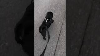 帰りは猛スピードで散歩中歩く黒パグ!!A black pug walking at great speed on the way home!