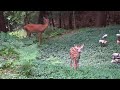 Baby Deer Gets Excited When She Sees Me