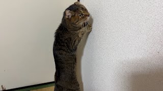 高齢猫の謎の行動