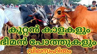 കിടിലൻ പോത്തുകളും കാളകളും | Kuzhalmannam Chandha | Buffalo | Cow | TECH AND VLOGS