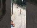 mongoose vs snake fight #snake #cobravsmongoose #animals #cobra