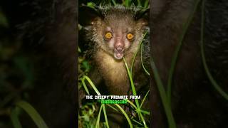 Aye Aye - Creepiest animal on the Planet