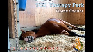 【TCC】コーナスフロリダの旅立ち【horse shelter】引退競走馬20200703☆