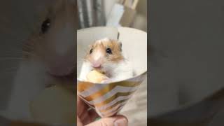 Hamster ice cream ♥️ Хомяк - мороженое ( 仓鼠 ) ( ハムスター ) #hamster #hamster_karamel #仓鼠 #ハムスター
