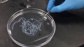 Prototyping lab-grown bile ducts