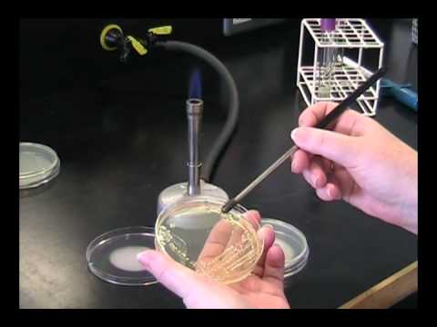 Why is it important to isolate bacteria from a patient sample?