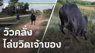 หวิดไปนิดเดียว! วัวคลั่งวิ่งไล่ขวิดเจ้าของ | 05-11-64 | ข่าวเที่ยงไทยรัฐ