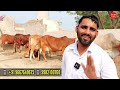 1 2 नहीं 3 फ़्री 👍 super 9 sahiwal rathi cow 👍 सभी दूध वाली ✨ 1st timer sahiwal heifers available ✅