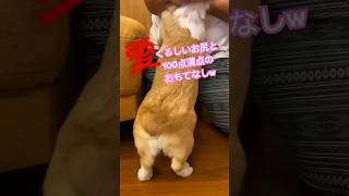 【コーギー子犬】来客時に神対応なコーギー #コーギーと一緒 #コーギー大好き #おしり　#コーギー子犬 #コーギー #corgi #puppy #コーギーおしり #コーギー犬　#しっぽフリフリ