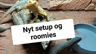 min pladeøgle og skægagame flytter sammen