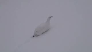 燕岳の白雷鳥８