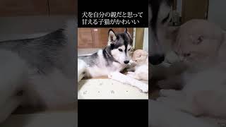 ハスキー犬を自分の親だと思って甘える子猫が可愛すぎる#shorts