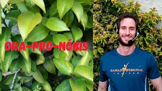 ORA-PRO-NÓBIS: planta rica em proteínas, vitaminas e minerais