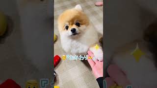 一目惚れ間違いなし🥰✨　#ポメラニアン #pomeranian #癒し #小型犬 #あごのせ #きなこ #博美犬 #कुत्ता #पोमेरेनियन