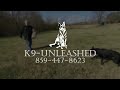 protection dogs for sale k9 unleashed