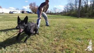 Protection Dogs For Sale, K9 Unleashed