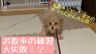 【マルプー】【子犬】お散歩デビューまでのおうち時間【4ヶ月】