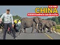 Ep.73: Wild Camping kena serang GAJAH - KAYUH CHINA Day71 Season 4 China: Cycling Tg Piai-Everest