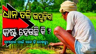 ଧାନତଳି ଉଫାଡିବା କଷ୍ଟ ହେଉଚିକି ? ଧାନତଳି ଉଫାଡିବା ସହଜ ଉପାୟ |dhaana tali uphadibare sahaj upay|dhaanchas