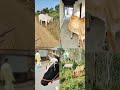 Chhoti chhoti gaiya chote chote gwal #cowvideos #chhotichhotigaiya #gaumata #cowvideos #viralvideos