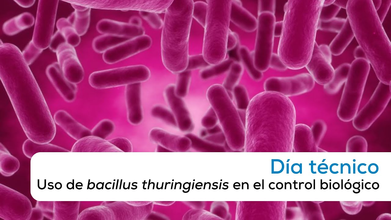 Uso De Bacillus Thuringiensis En El Control Biológico - YouTube