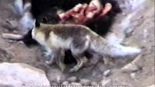 Fox steals from Yak kill of Snow Leopard in the Himalaya