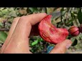 Almata Red Flesh Apple Taste Test, Pacific Crab Apple Rootstock