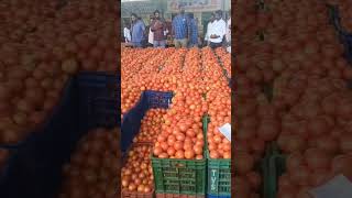 మదనపల్లి టమోటా మార్కెట్ 🍅🍅🍅